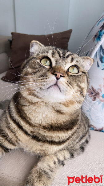 Scottish Fold, Kedi  Sezai fotoğrafı