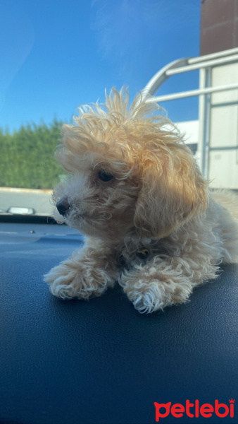 Poodle (Minyatür Kaniş), Köpek  Mocha fotoğrafı