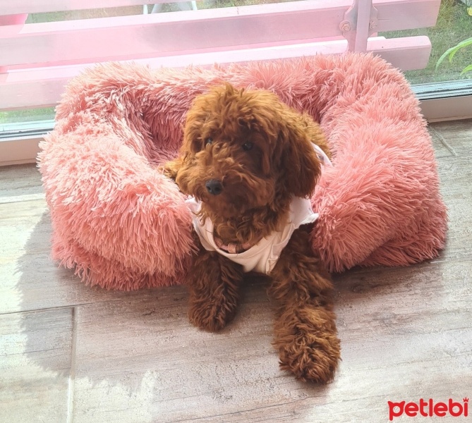Poodle (Minyatür Kaniş), Köpek  Tina fotoğrafı
