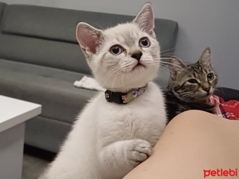 British Shorthair, Kedi  Bulut fotoğrafı