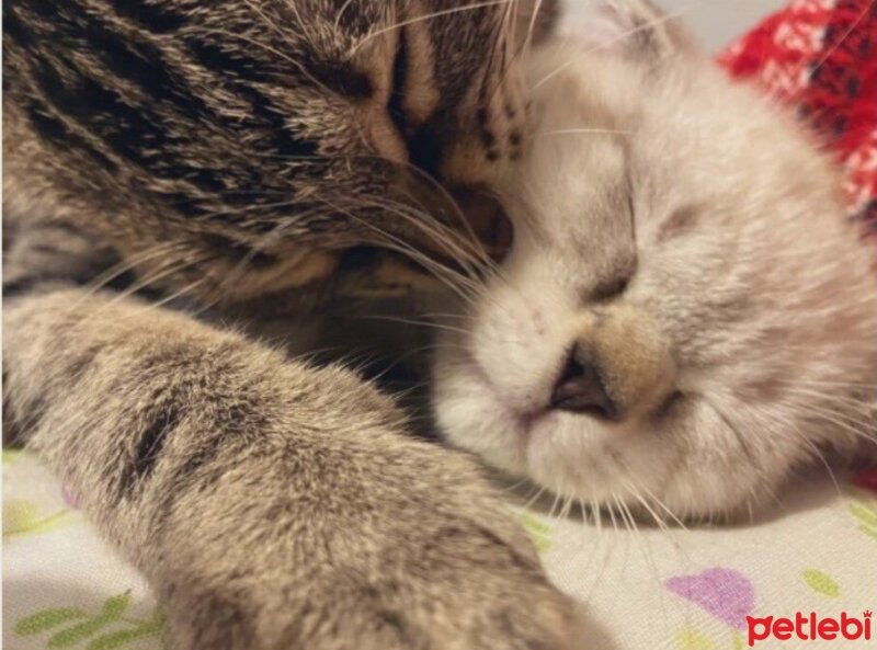 British Shorthair, Kedi  Bulut fotoğrafı