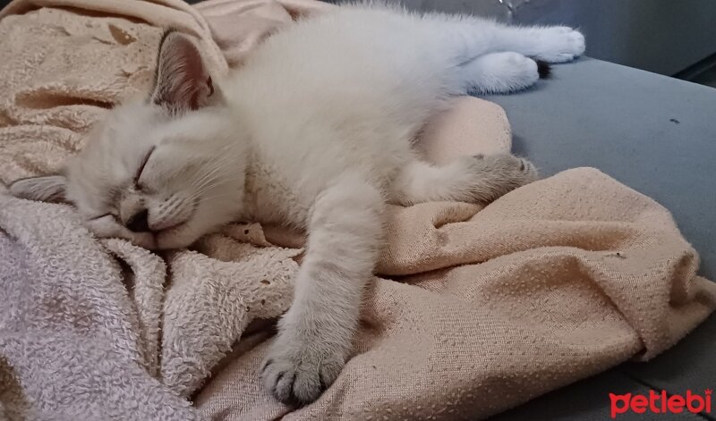 British Shorthair, Kedi  Bulut fotoğrafı