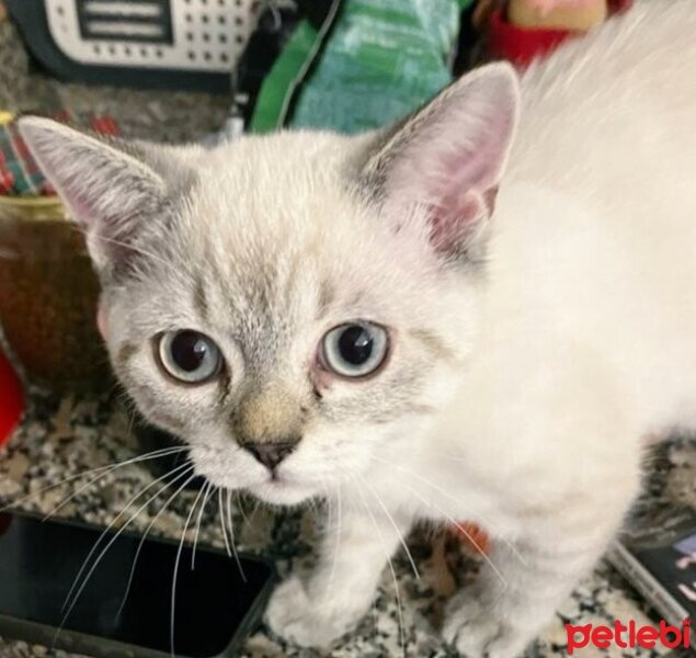 British Shorthair, Kedi  Bulut fotoğrafı