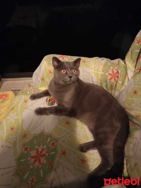 British Shorthair, Kedi  Paşa fotoğrafı