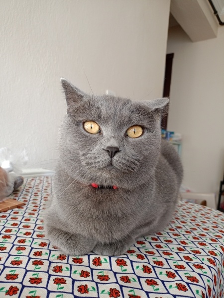 British Shorthair, Kedi  Paşa fotoğrafı