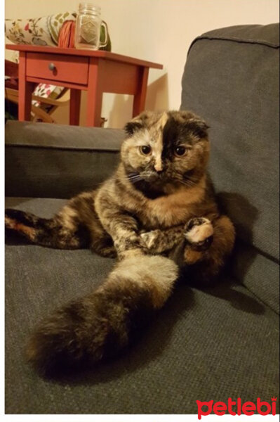 Scottish Fold, Kedi  Lucy fotoğrafı