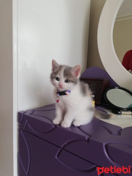 Tekir Kedi, Kedi  Bihter fotoğrafı