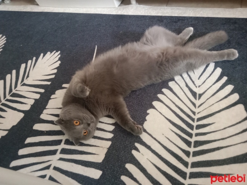 Scottish Fold, Kedi  Duman fotoğrafı
