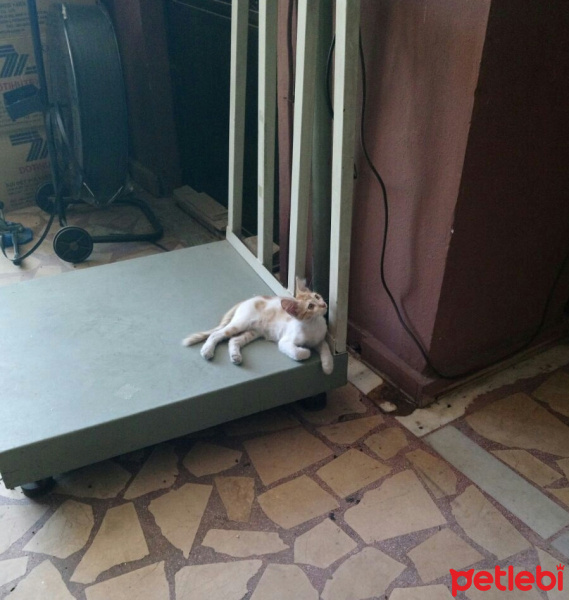 Tekir Kedi, Kedi  Tarçın fotoğrafı