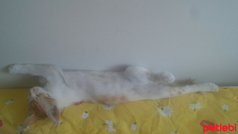 Tekir Kedi, Kedi  Tarçın fotoğrafı