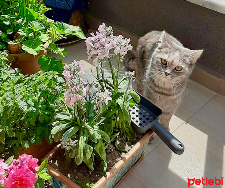 Tekir Kedi, Kedi  Tarçın fotoğrafı
