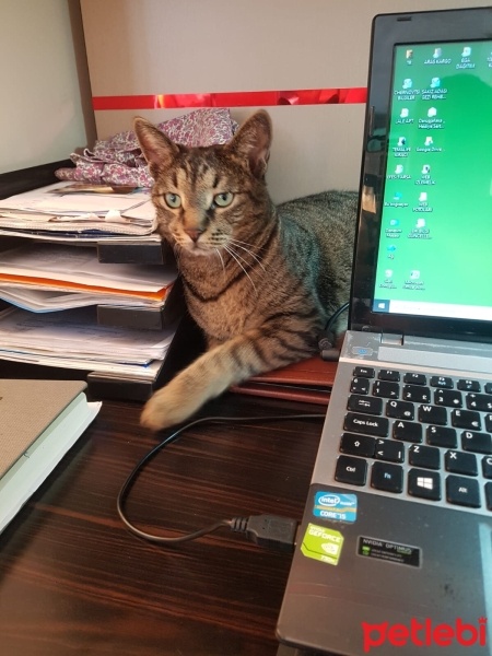 Tekir Kedi, Kedi  Boncuk fotoğrafı
