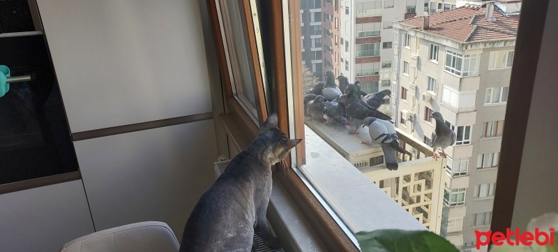Tekir Kedi, Kedi  Boncuk fotoğrafı