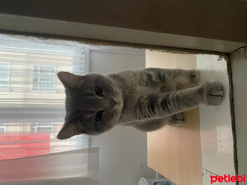 British Shorthair, Kedi  Yumak fotoğrafı
