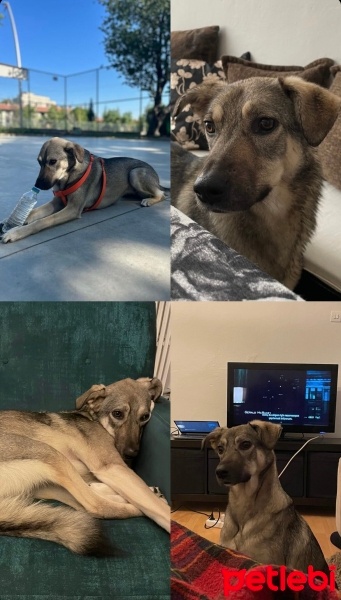 Sokö (Sokak Köpeği), Köpek  Kızım fotoğrafı