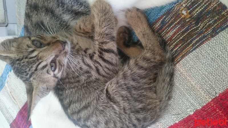 Tekir Kedi, Kedi  Panter fotoğrafı
