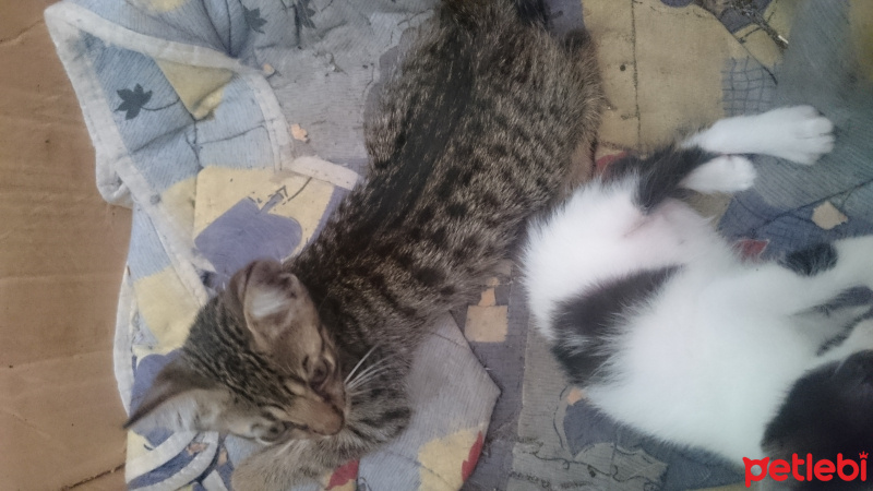 Tekir Kedi, Kedi  Panter fotoğrafı