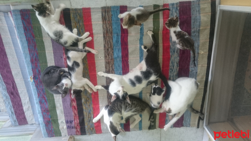 Tekir Kedi, Kedi  Panter fotoğrafı