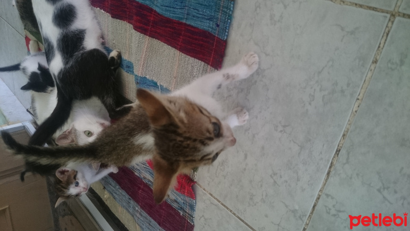 Tekir Kedi, Kedi  Panter fotoğrafı