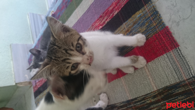 Tekir Kedi, Kedi  Panter fotoğrafı