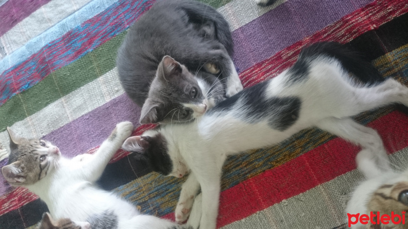 Tekir Kedi, Kedi  Panter fotoğrafı