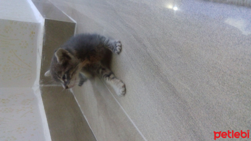 Tekir Kedi, Kedi  Şanslı fotoğrafı