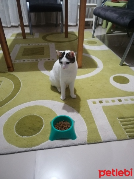 Tekir Kedi, Kedi  Pamuk fotoğrafı