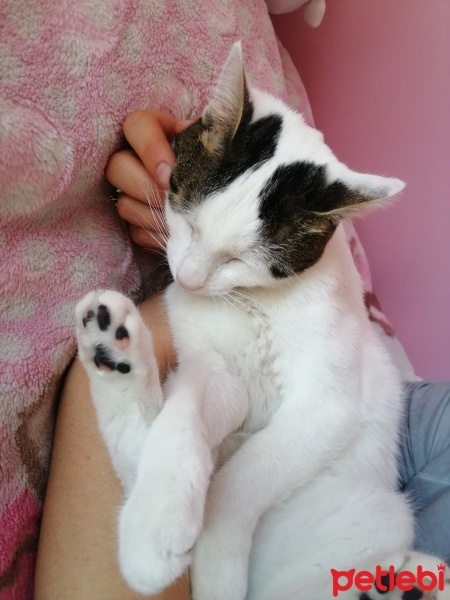 Tekir Kedi, Kedi  Pamuk fotoğrafı
