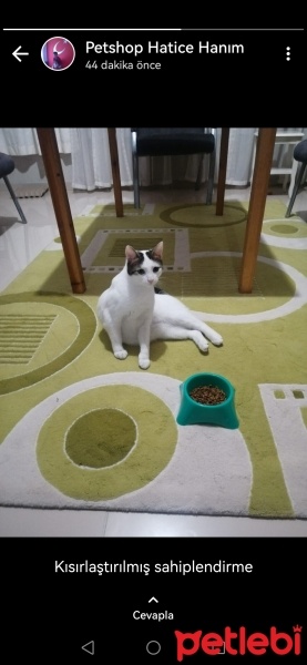 Tekir Kedi, Kedi  Pamuk fotoğrafı
