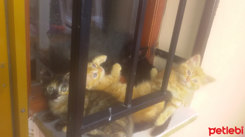 Tekir Kedi, Kedi  Sapsikler fotoğrafı