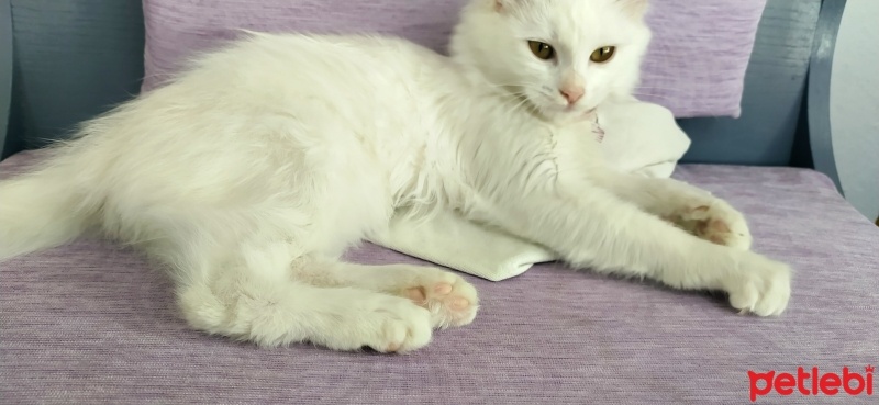 Van Kedisi, Kedi  sütlaç fotoğrafı