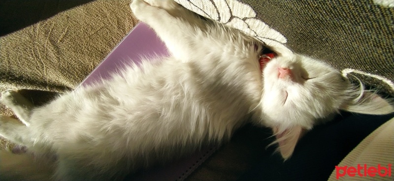 Van Kedisi, Kedi  sütlaç fotoğrafı