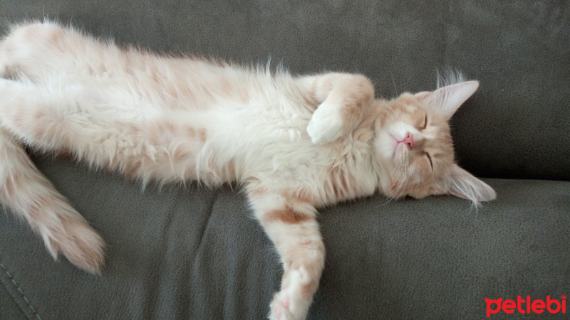 Bengal, Kedi  balım fotoğrafı