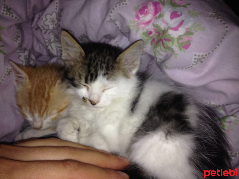 Tekir Kedi, Kedi  Bale fotoğrafı