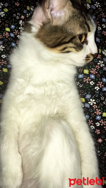 Tekir Kedi, Kedi  Bale fotoğrafı