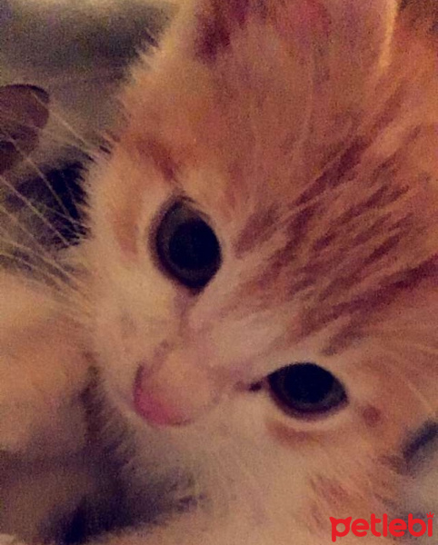 Tekir Kedi, Kedi  Luffy fotoğrafı