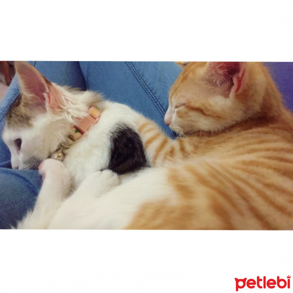 Tekir Kedi, Kedi  Luffy fotoğrafı