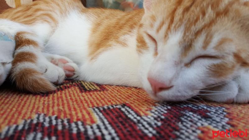 Tekir Kedi, Kedi  Luffy fotoğrafı