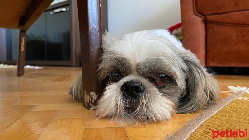 Shih Tzu, Köpek  Zeze fotoğrafı