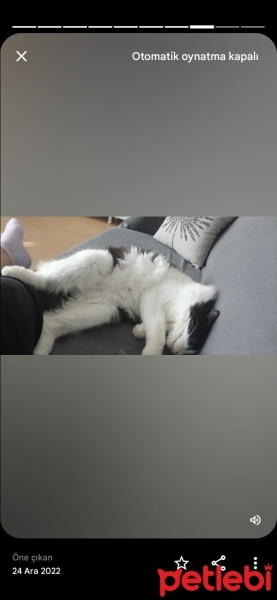 Siyam Kedisi, Kedi  Minnoş fotoğrafı