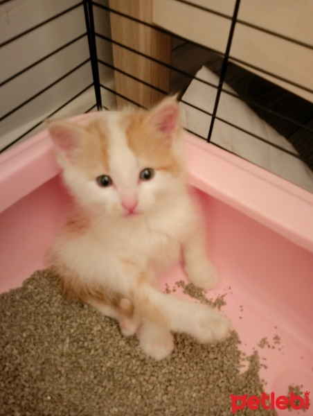 Sarman, Kedi  Limon fotoğrafı
