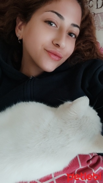 Van Kedisi, Kedi  Luna fotoğrafı