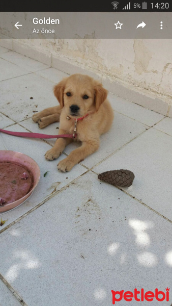 Golden Retriever, Köpek  O544 201 59 29 fotoğrafı