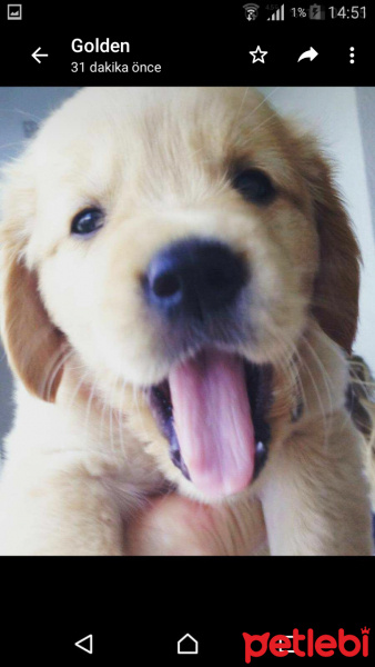 Golden Retriever, Köpek  O544 201 59 29 fotoğrafı