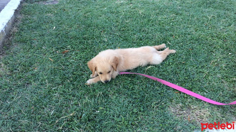 Golden Retriever, Köpek  O544 201 59 29 fotoğrafı
