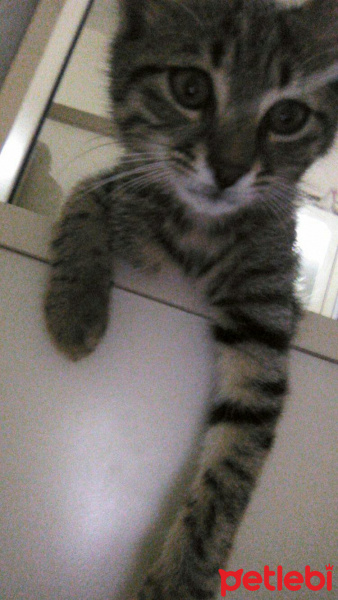 Tekir Kedi, Kedi  Pars fotoğrafı