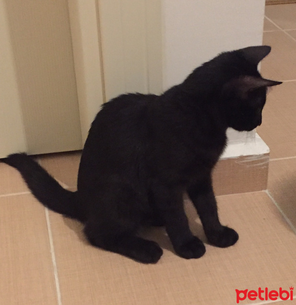 Bombay, Kedi  Gece fotoğrafı