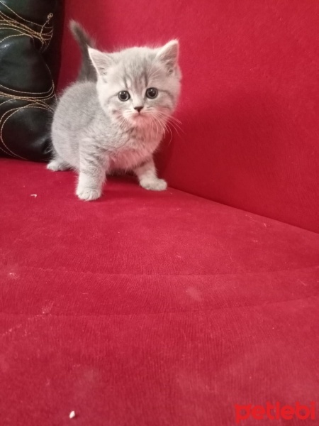 British Shorthair, Kedi  Pati fotoğrafı