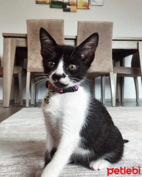 Tekir Kedi, Kedi  Minnoş fotoğrafı