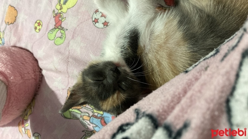 Tekir Kedi, Kedi  Latte fotoğrafı